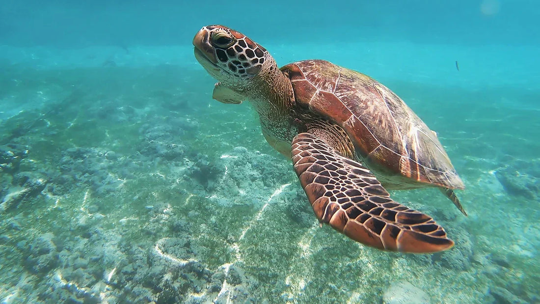 Rêver de Tortue et sa Signification Spirituelle