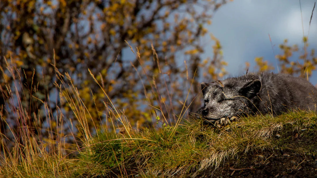 Rêver de loup et ses mystères dévoilés