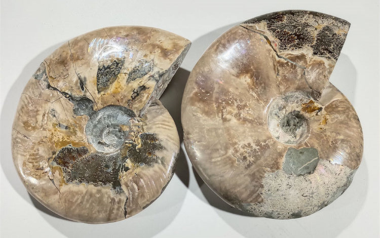 Fossiles minéraux naturelles - lithothérapie