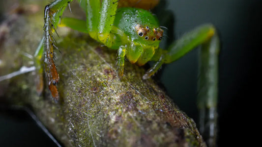 Les insectes dans les rêves et leur signification cachée