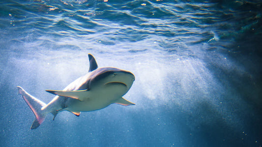Comprendre les rêves de requins et leur symbolisme