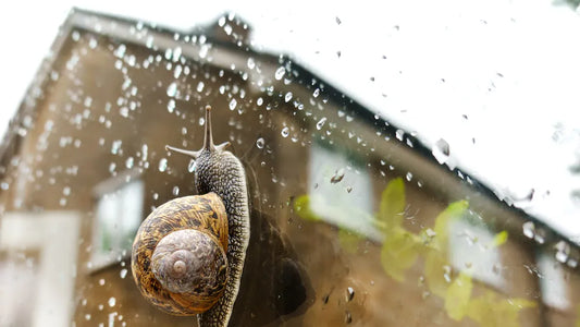 Que signifie rêver d'escargot dans votre vie quotidienne