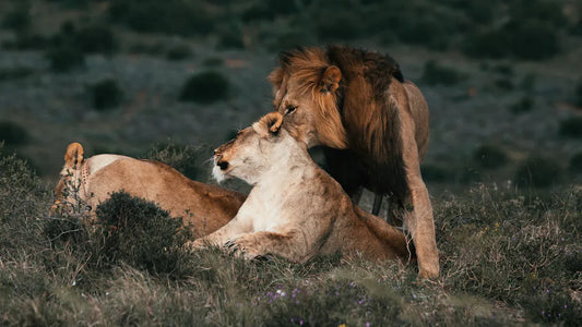 L’ascendant Lion dévoilé : personnalité et relations