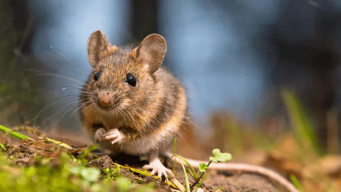 Rêver de Souris et leur Signification Psychologique