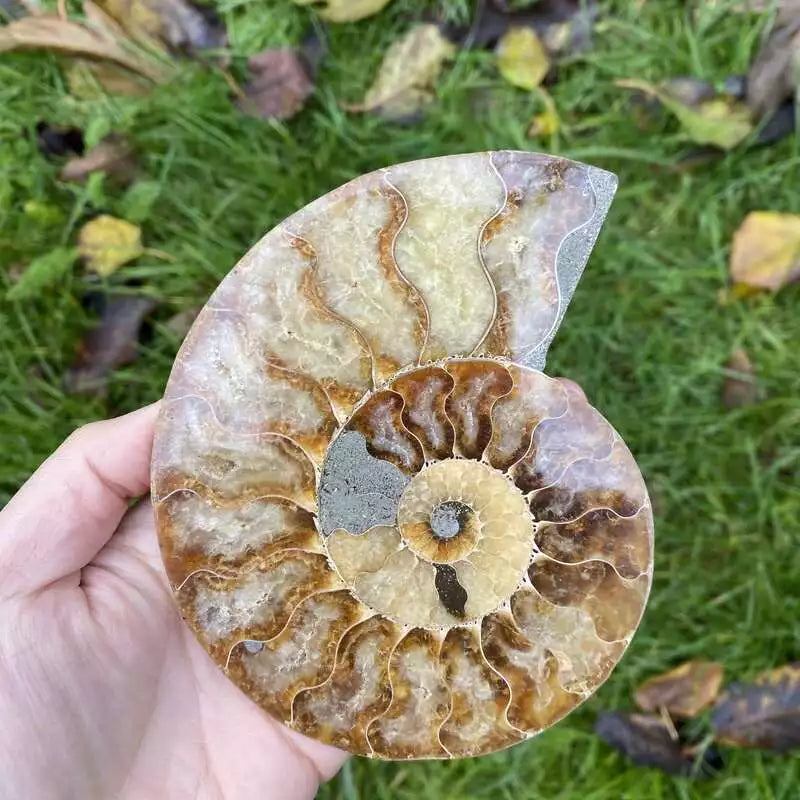 Congue Fossile d'Ammonite