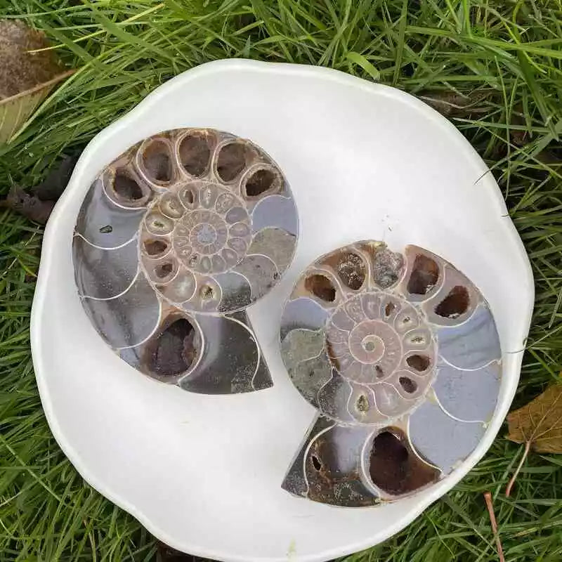 Congue Fossile d'Ammonite