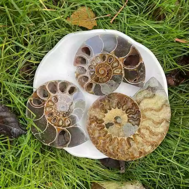 Congue Fossile d'Ammonite