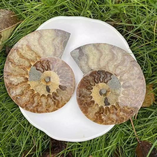 Congue Fossile d'Ammonite